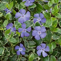 Zimozeleň menšia - Vinca minor 'Ralph Shugert'  Co1L 15/20