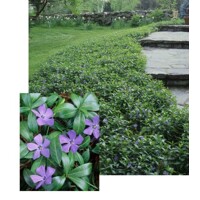 Zimozeleň menšia - Vinca minor 'Ralph Shugert'  Co1L 15/20