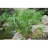 Cyperus alternifolius P9