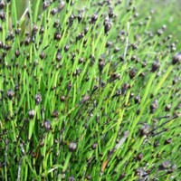 Prasličkovka zimná - Equisetum hyemale var. robustum -   Veľkosť: BS ,  P11