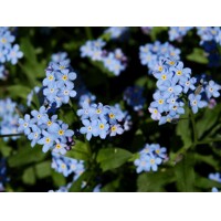 Myosotis palustris  P9