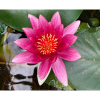 Lekno - Nymphaea ´Attraction Rot´ P11