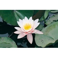 Lekno - Nymphaea ´Marliacea Rosea´ P11
