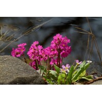 Primula rosea - Prvosienka ružová P9