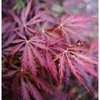 Javor dlaňolistý - Acer palmatum  'Dissectum Garnet' Co6,5L 50/60