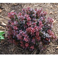  Dráč Thunbergov - Berberis thunbergii ´Concorde´ Co2,5L 20/30