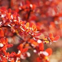  Dráč Thunbergov - Berberis thunbergii ´Orange Ice´ Co2L 20/30