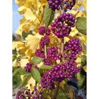Krásnoplodka - Callicarpa bodinieri 'Profusion' - 20/30cm