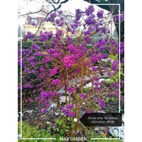 Krásnoplodka - Callicarpa bodinieri 'Profusion' - 20/30cm