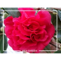 Kamélia Japonská  - Camellia japonica ´Lady Campbell´ Co2.5L  30/40