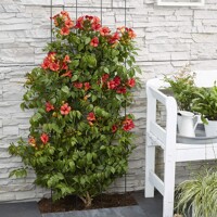 Trubkovec - Campsis x tagliabuana ´Indian summer´ Co3L 60/70