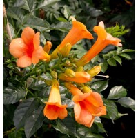 Trubkovec - Campsis x tagliabuana ´Indian summer´ Co3L 60/70