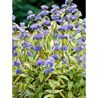 Caryopteris x clandonensis 'Sterling Silver'  Co3L