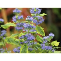 Caryopteris x clandonensis 'Sterling Silver'  Co3L