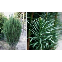 Hlavotis peckovitý - Cephalotaxus harringtonii ´Fastigiata´ Co15L 60/70