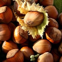 Lieska Hallská obrovská - Corylus avellana ´Geant De Halle´
