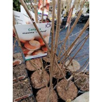 Lieska Hallská obrovská - Corylus avellana ´Geant De Halle´