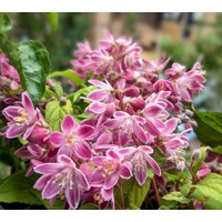 Trojpuk hybridný - Deutzia hybrida ´Strawberry Fields´ Co2,5L 20/30