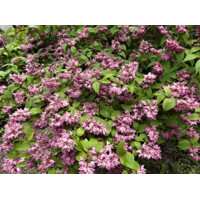 Trojpuk hybridný - Deutzia hybrida ´Strawberry Fields´ Co2,5L 20/30