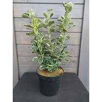 Bršlen japonský  - Euonymus japonicus 'Kathy'  Co2,5L 20/30