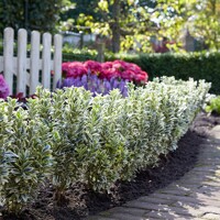 Bršlen japonský  - Euonymus japonicus  'White Spire'® Co2,5L  20/30