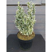 Bršlen japonský  - Euonymus japonicus  'White Spire'® Co2,5L  20/30