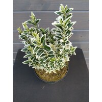 Bršlen japonský  - Euonymus japonicus  'White Spire'® Co2,5L  20/30