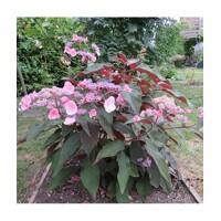 Hortenzia drsná - Hydrangea aspera ´Hot Chocolate´ Co4L 25/30