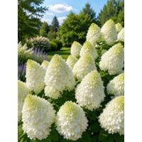 hydrangea paniculata - Hortenzia Pollar Bear biela