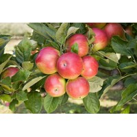 Jabloň zimná  - Malus domestica 'Idared' Co7.5L