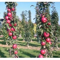 Jabloň  - Malus domestica 'Redspring' - stĺpovitá (skoro zimná)  Co7.5L