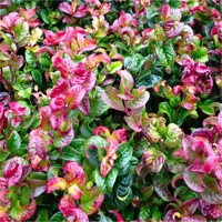 Leucothoe axillaris 'Curly Red'  20/30 Co2,5L