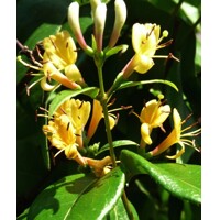 Zemolez henryho - Lonicera Henryi ´Copper Beauty´
