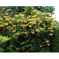 Zemolez henryho - Lonicera Henryi ´Copper Beauty´
