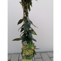 Zemolez henryho - Lonicera Henryi ´Copper Beauty´