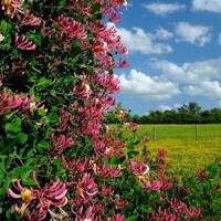 Zemolez japonsky - Lonicera japonica ´Red World´ 40+ vyväzovaná Co2L