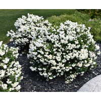 Philadelphus ´Snowbelle´ Co2,5L  20/30