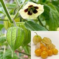 Physalis peruviana ´Peters Beste´ P13 10/15