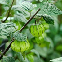 Physalis peruviana ´Peters Beste´ P13 10/15