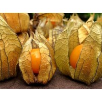 Physalis peruviana ´Peters Beste´ P13 10/15