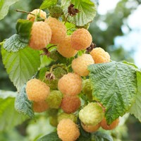 Malina žltá - Rubus idaeus 'Fallgold' Co2L 40+