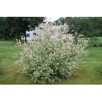 Vŕba japonská - Salix integra 'Hakuro Nishiki' Co2,5L  20/30