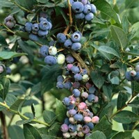 Čučoriedky- Vaccinium corymbosum Brigitta  Veľkosť: 30-40 , K2,5