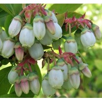 Čučoriedky- Vaccinium corymbosum Brigitta  Veľkosť: 30-40 , K2,5