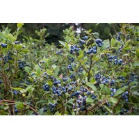 Čučoriedky- Vaccinium corymbosum Brigitta  Veľkosť: 30-40 , K2,5