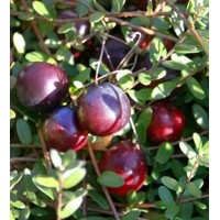 Brusnica veľkoplodá - Vaccinium macrocarpon ‘Stevens’ Co2L