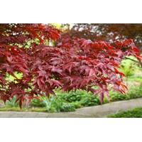 Javor dlaňolistý  - Acer palmatum 'Fireglow' Co20L  125/150