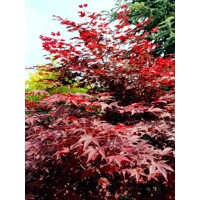 Javor dlaňolistý  - Acer palmatum 'Fireglow' Co20L  125/150