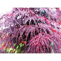 Javor dlaňolistý - Acer palmatum  'Dissectum Garnet' Co10L  1/2 kmeň