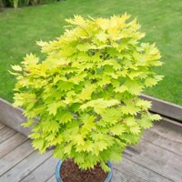 Javor japonský - Acer shirasawanum 'Jordan´ Co14L  100/125